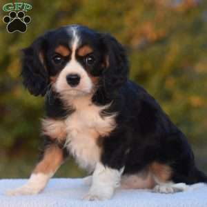 Bobby, Cavalier King Charles Spaniel Puppy